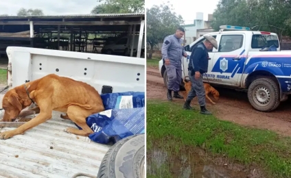 Maltrato animal: rescataron un perro en estado de abandono y con bajo peso